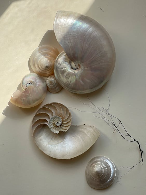 Top View of Shells · Free Stock Photo
