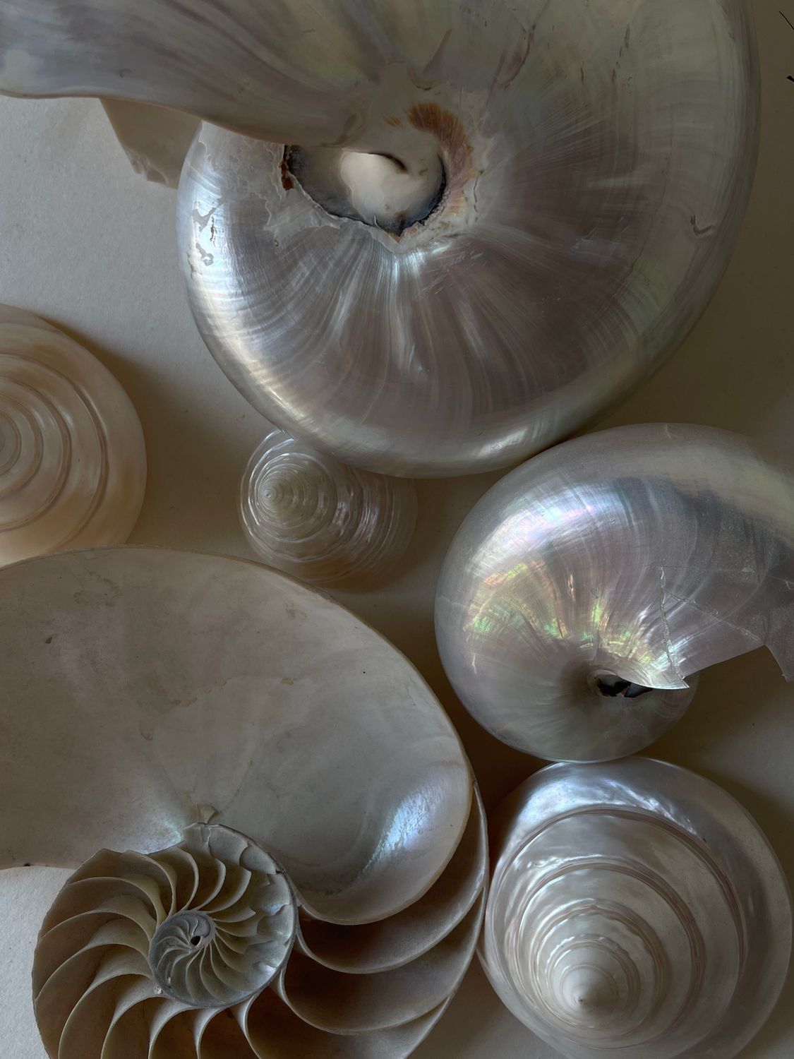 Photograms Using Seashells Seashells Decoration Display Photo · Free Stock Photo