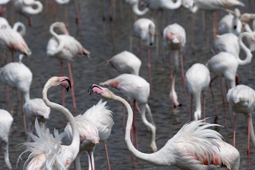 A Flamboyance of Flamingos