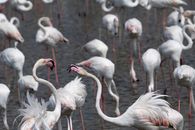 A flock of elegant Greater Flamingos wading in Dubai's serene wetlands.
