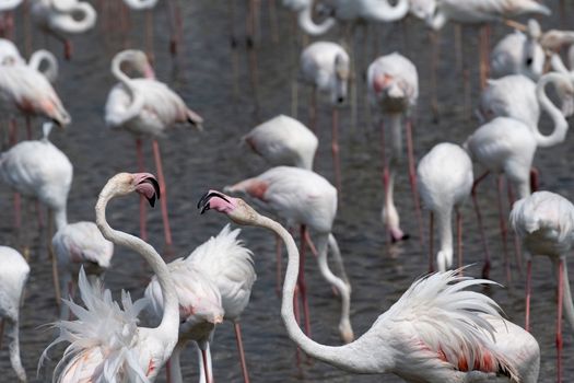 A Flamboyance of Flamingos