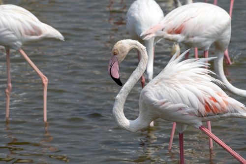 Free Close-up of elegant greater flamingos wading in Dubai, showcasing their grace and beauty. Stock Photo