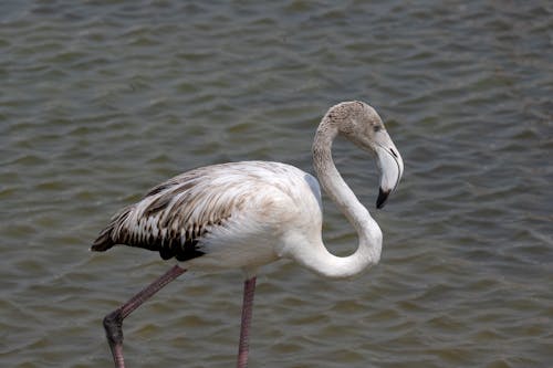 Gratis stockfoto met aviaire, beest, biljarten