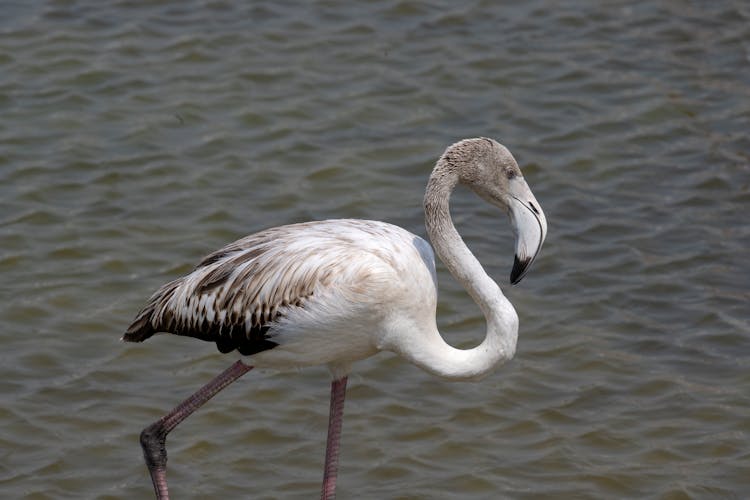 Greater Flamingo On Water