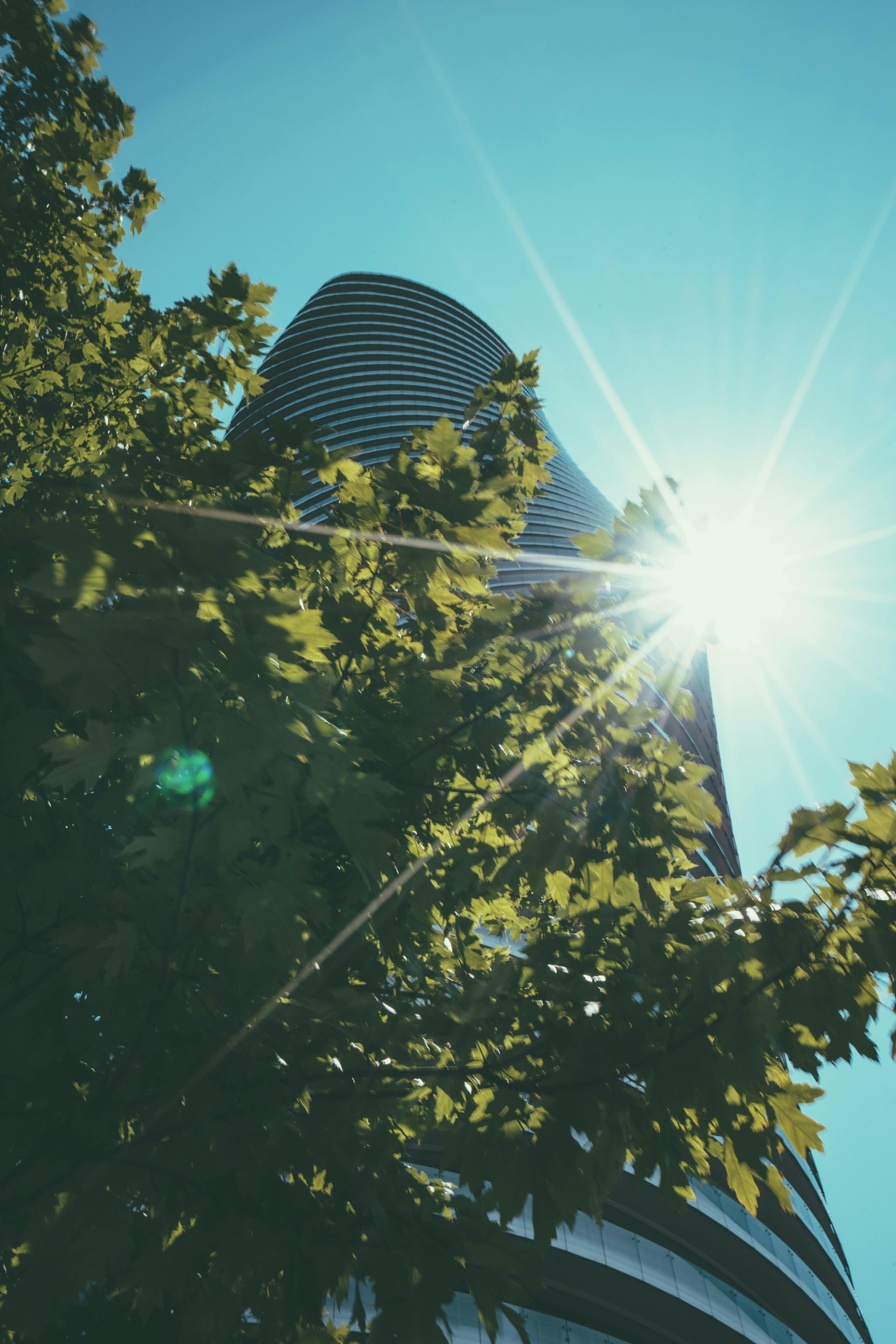 Kostenloses Foto zum Thema: ast, aufnahme von unten, aussicht