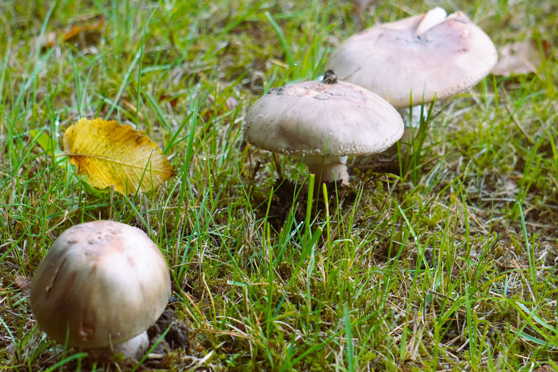 Field Mushrooms Growing on the Lawn