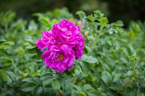 Free Close-up of vibrant pink roses blooming in a Boston garden during spring. Stock Photo
