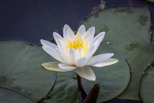 Free A beautiful white water lily in full bloom surrounded by lily pads in serene waters. Stock Photo