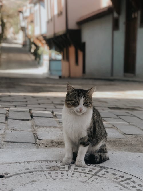 A Cat Sitting in the Street