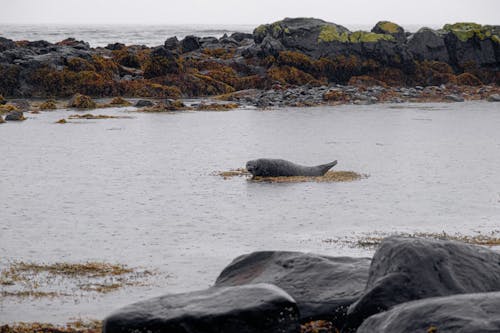 Sea Lion on the Beach