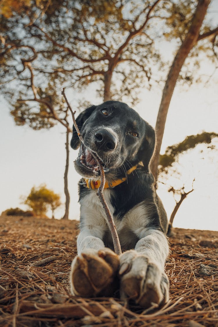 Dog Biting A Stick