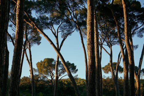 Foto d'estoc gratuïta de arbres, creixement, fullatge