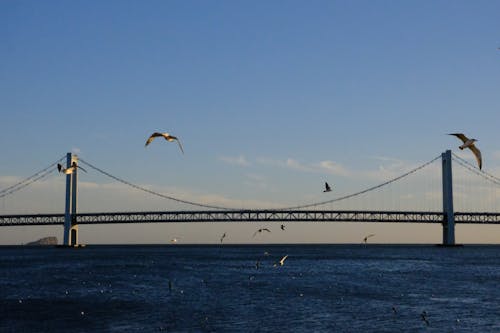 Golden Gate Bridge Under Blue Sky with Seagulls Flying Over the Ocean