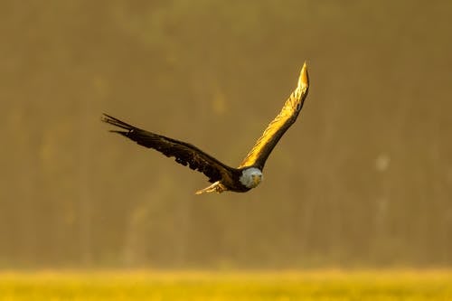 Close Up Photo of a Flying Eagle