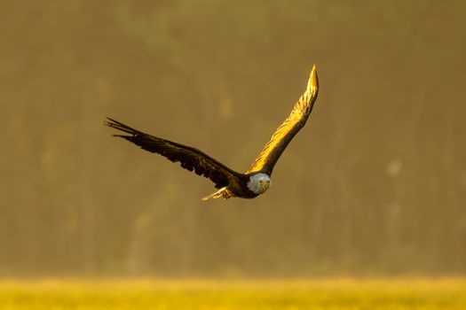 eagle photo