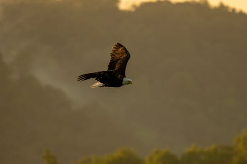 A Flying Bald Eagle 