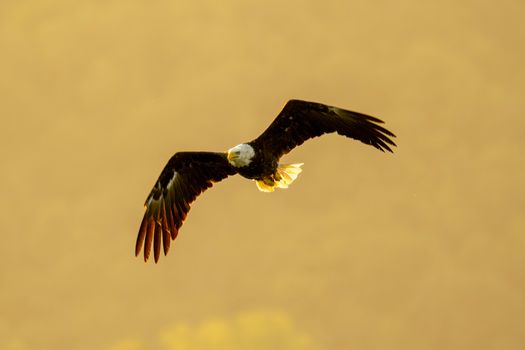 eagle photo