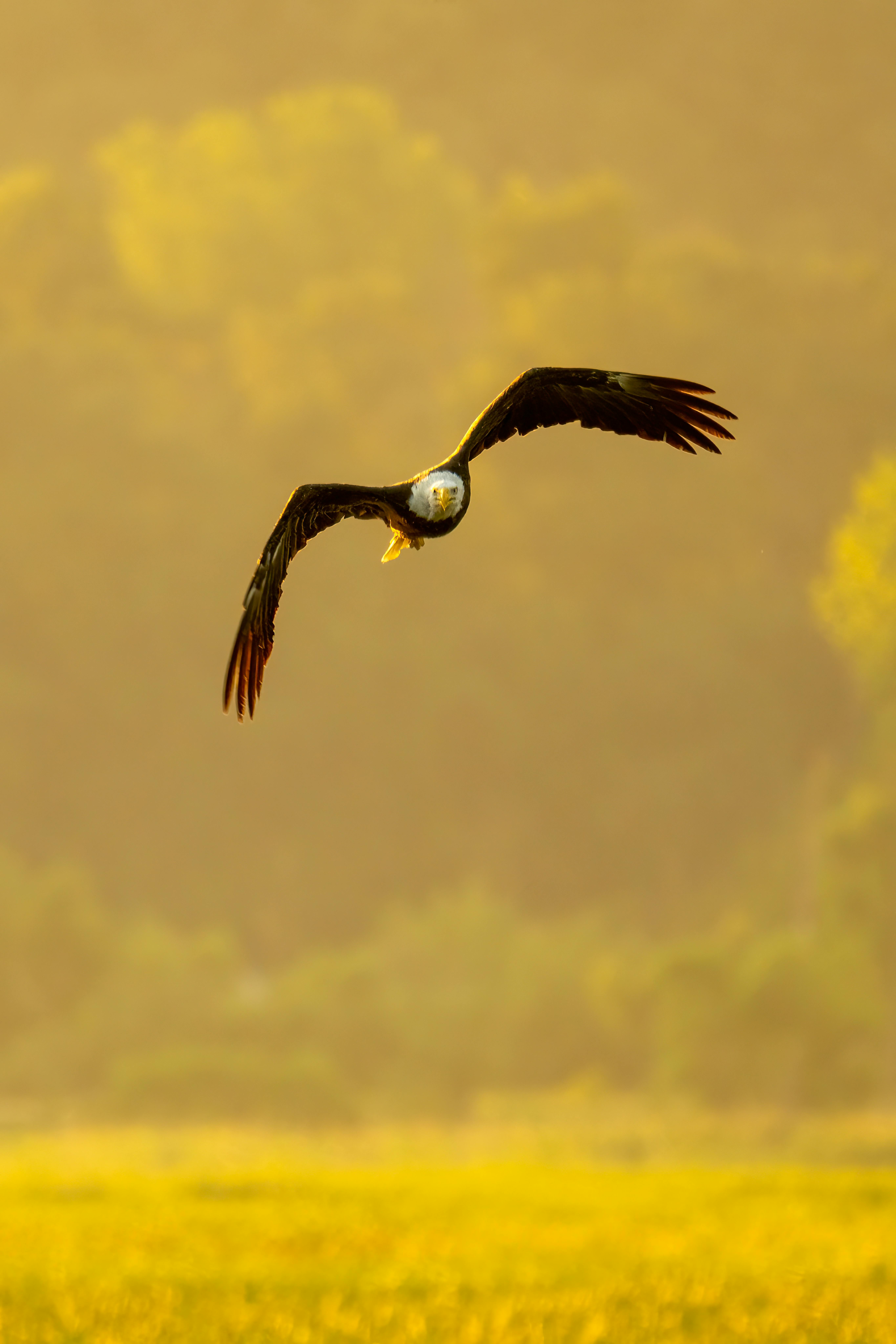Did Eren become a bird?