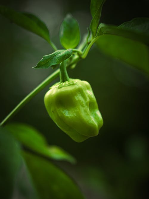 Kostenloses Stock Foto zu essen, frische, frucht