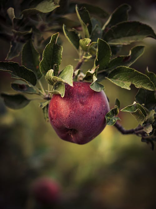 Gratis stockfoto met appel, appelboom, bladeren
