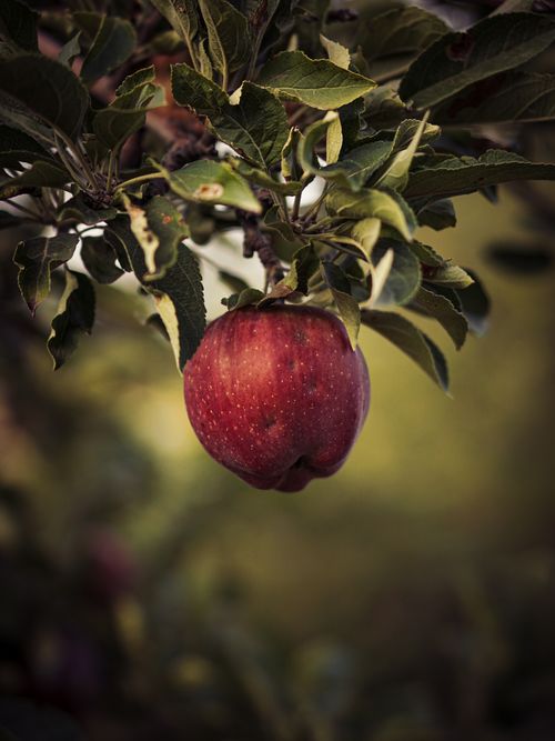 Free A vibrant red apple hanging from a tree branch, showcasing natural beauty and freshness. Stock Photo