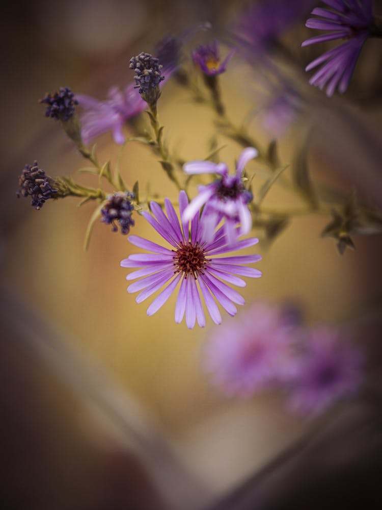 Purple Flower In Tilt Shift Lens