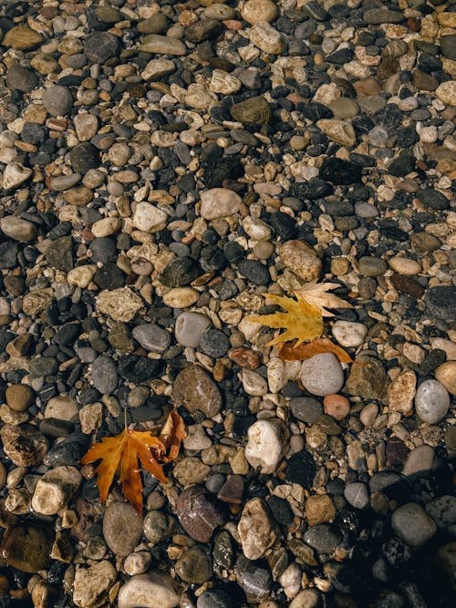 Free Maple Leaves on a Pebble Stones Photo Stock Photo