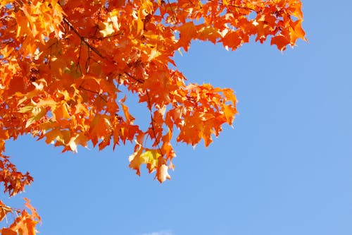 бесплатная Бесплатное стоковое фото с голубое небо, желтые листья, осенние листья Стоковое фото