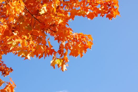 Vibrant orange maple leaves with a clear blue sky background epitomizing autumn's beauty.