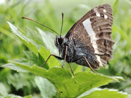 Back and Gray Butterfly Perched o a Leaf