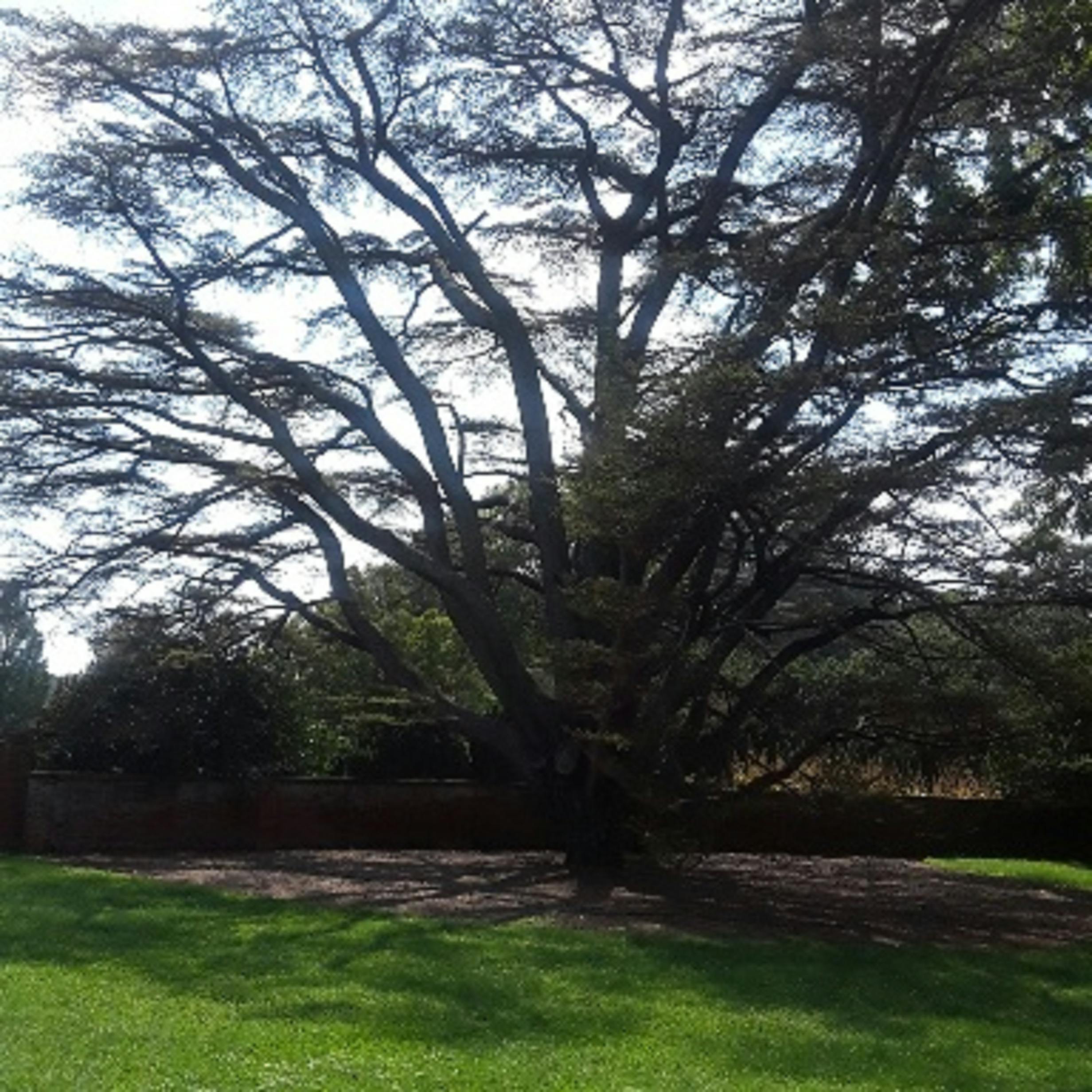Free stock photo of colonial tree, old tree, tree