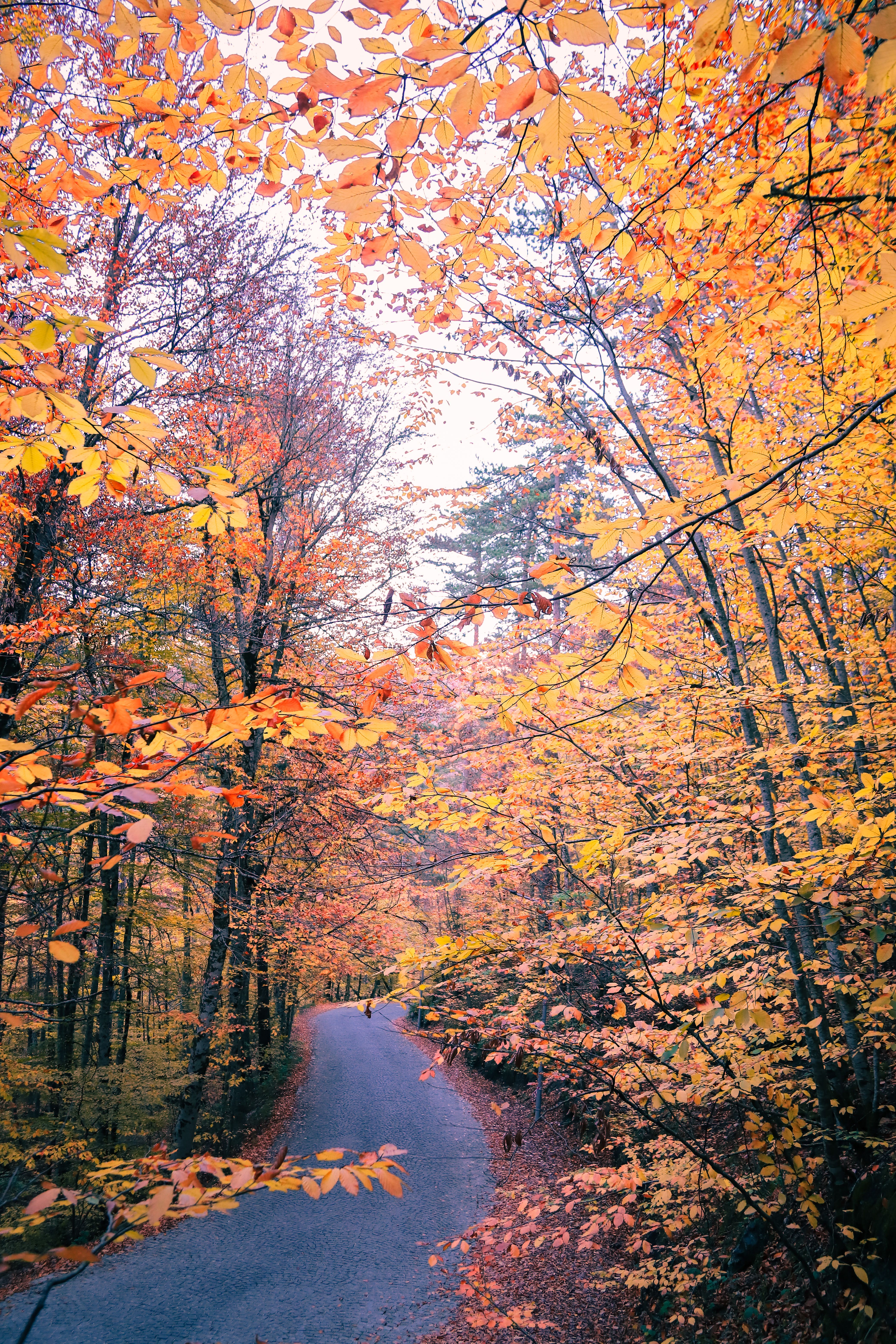 Brown Trees on the Mountain · Free Stock Photo