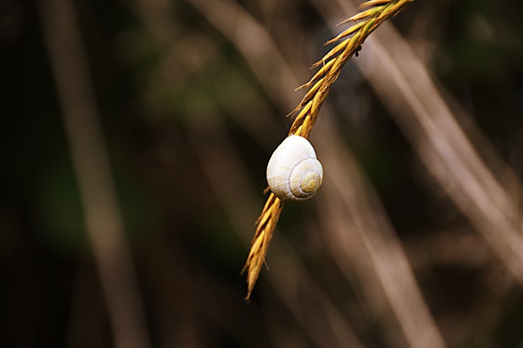 Close-Up Photograph Of A White Snail Shell