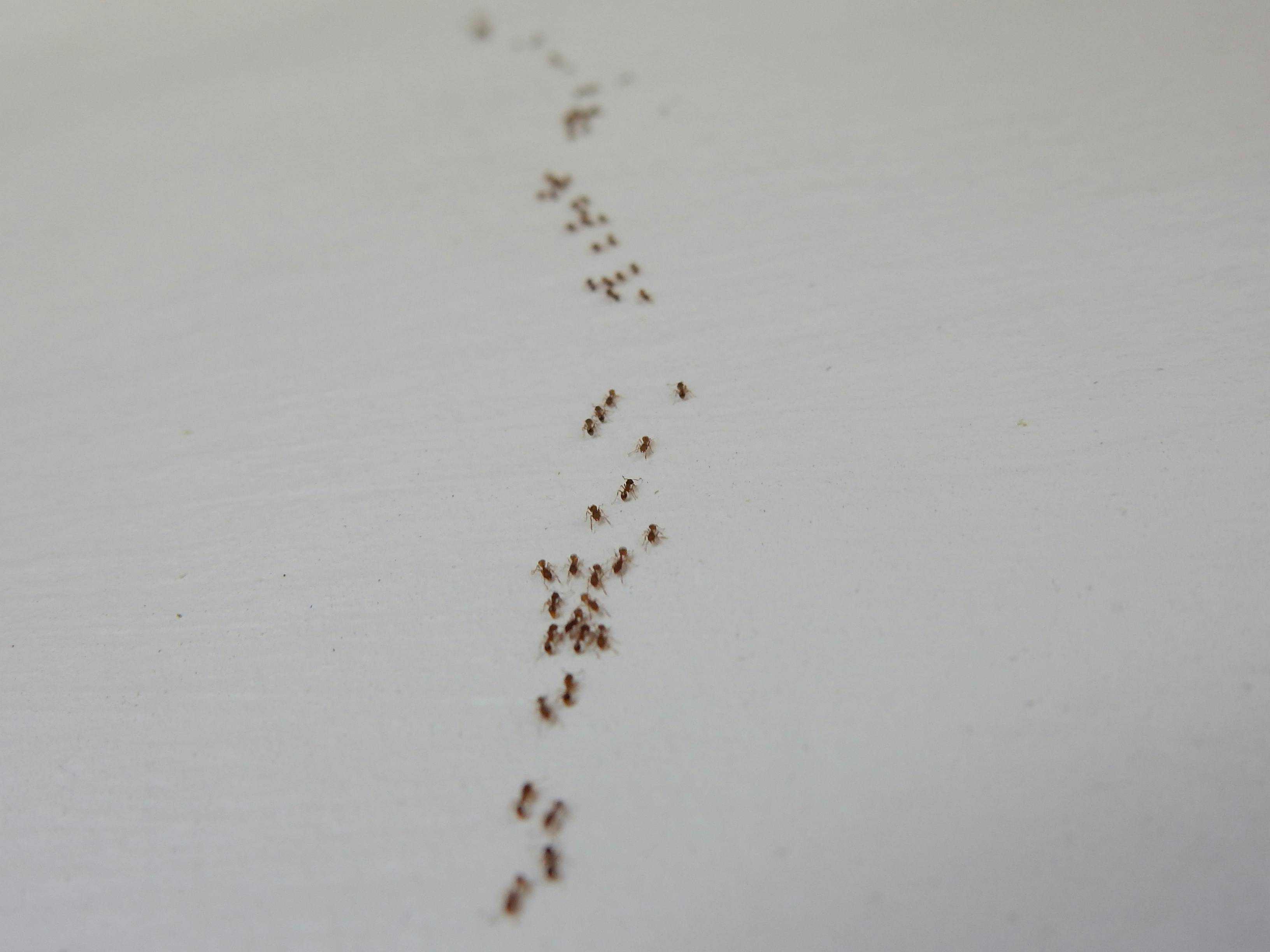 Free stock photo of ants, wall
