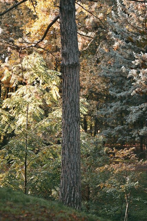 bezplatná Základová fotografie zdarma na téma drsný, kmen stromu, krajina Základová fotografie