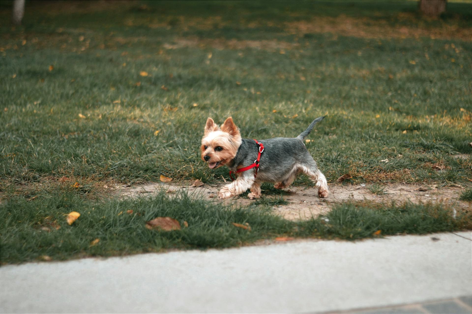 A Brown and Black Yorkshire Terrier Running on Green Grass Field