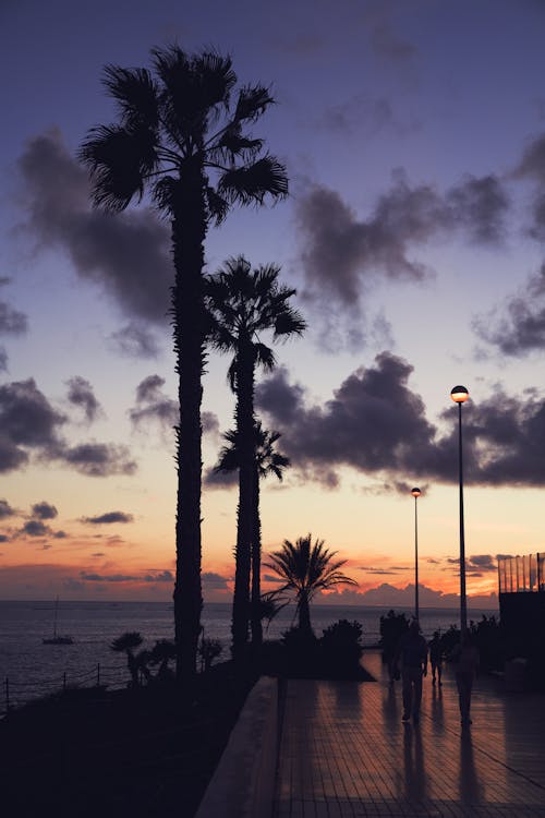 棕榈树在海边的剪影摄影