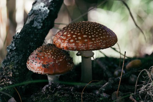 Toadstools in a Forest 