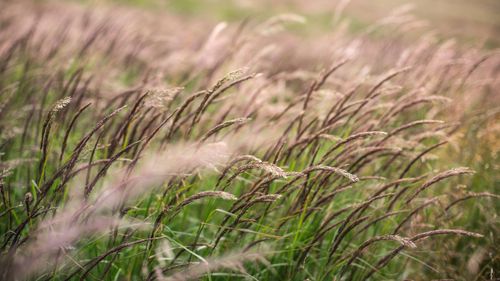 Free A tranquil image of tall grass swaying in a sunlit meadow, evoking summer's calmness. Stock Photo
