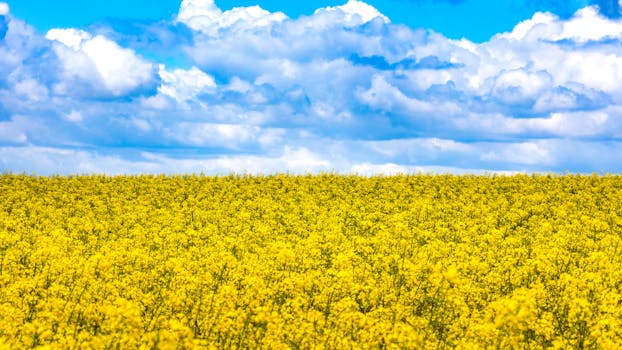 A field of blooming yellow flowers beneath a blue sky with fluffy clouds.