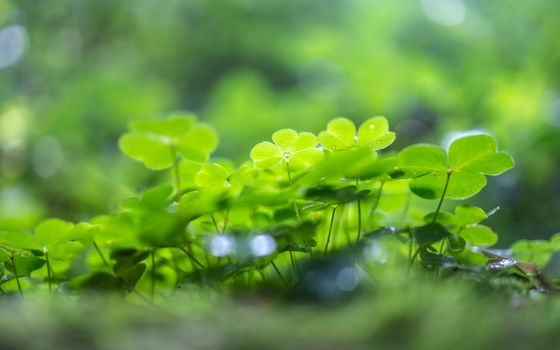 Vibrant Four-Leaf Clover Sprouts