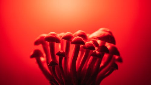 Gratis stockfoto met champignons, detailopname, fungus