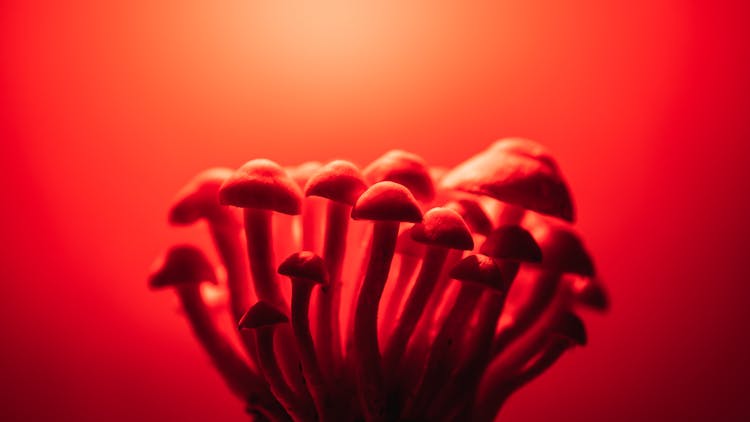 Mushrooms Under A Red Light