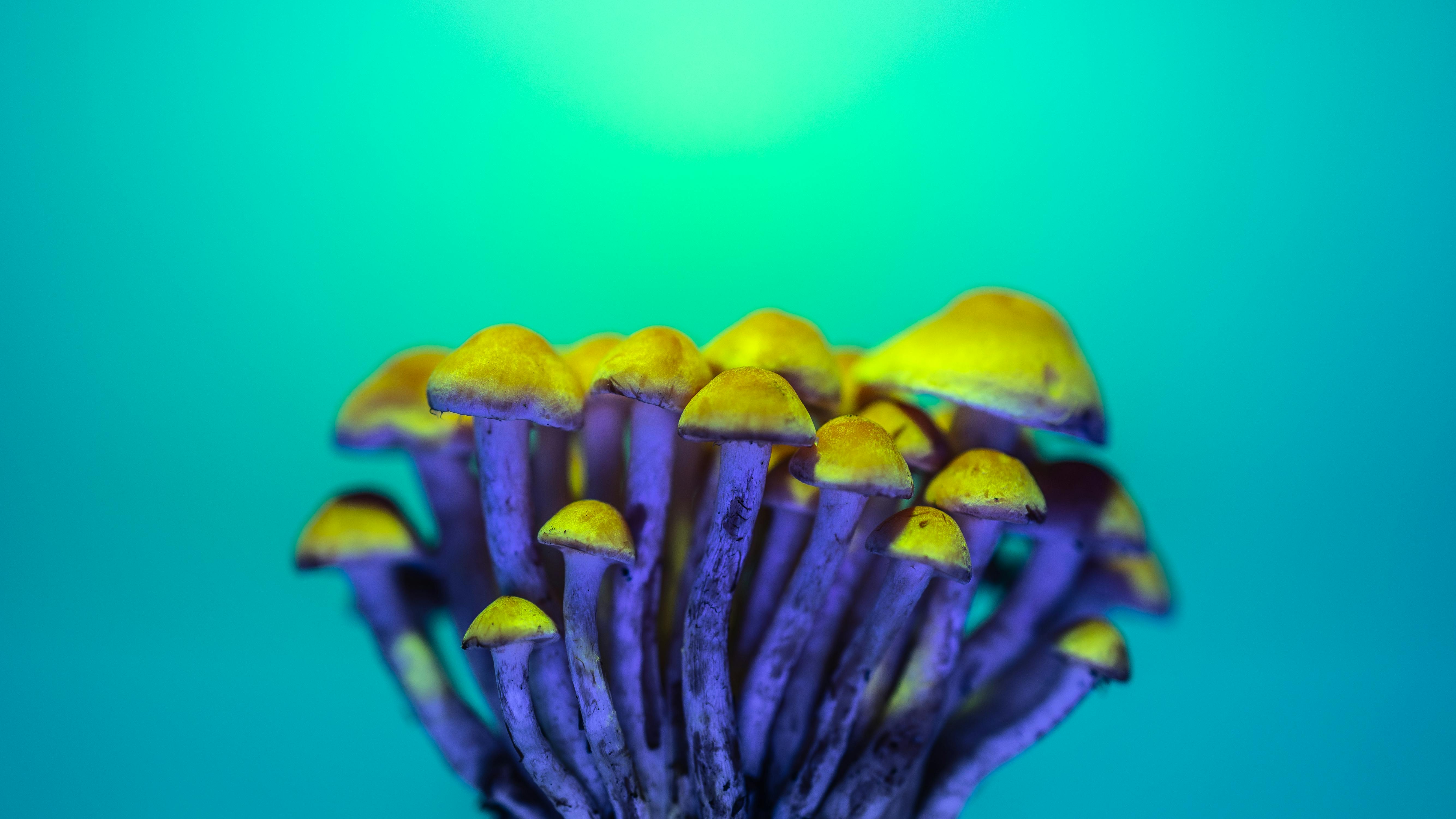 yellow mushrooms in green background