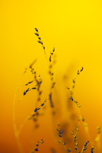 Close-up artistic shot of plant stems against a vibrant yellow backdrop.