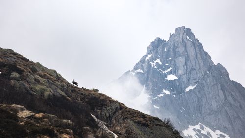 Free A lone mountain goat stands on a rocky slope with towering snow-capped peaks in the background. Stock Photo