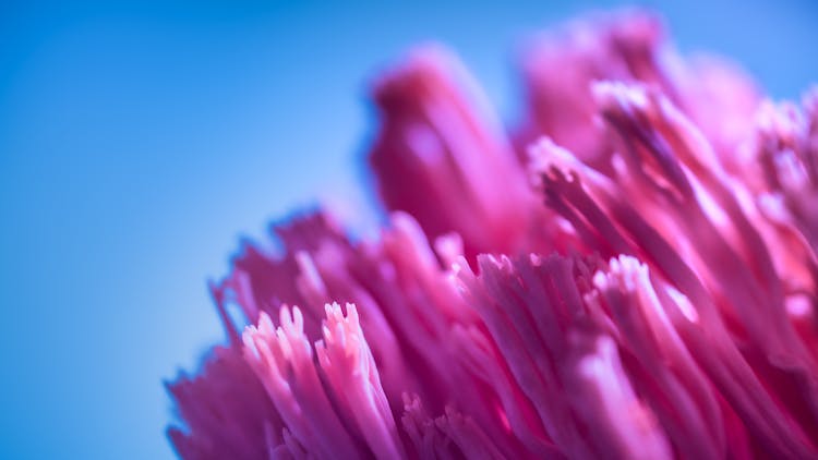 Pink Flower Buds Under Blue Sky