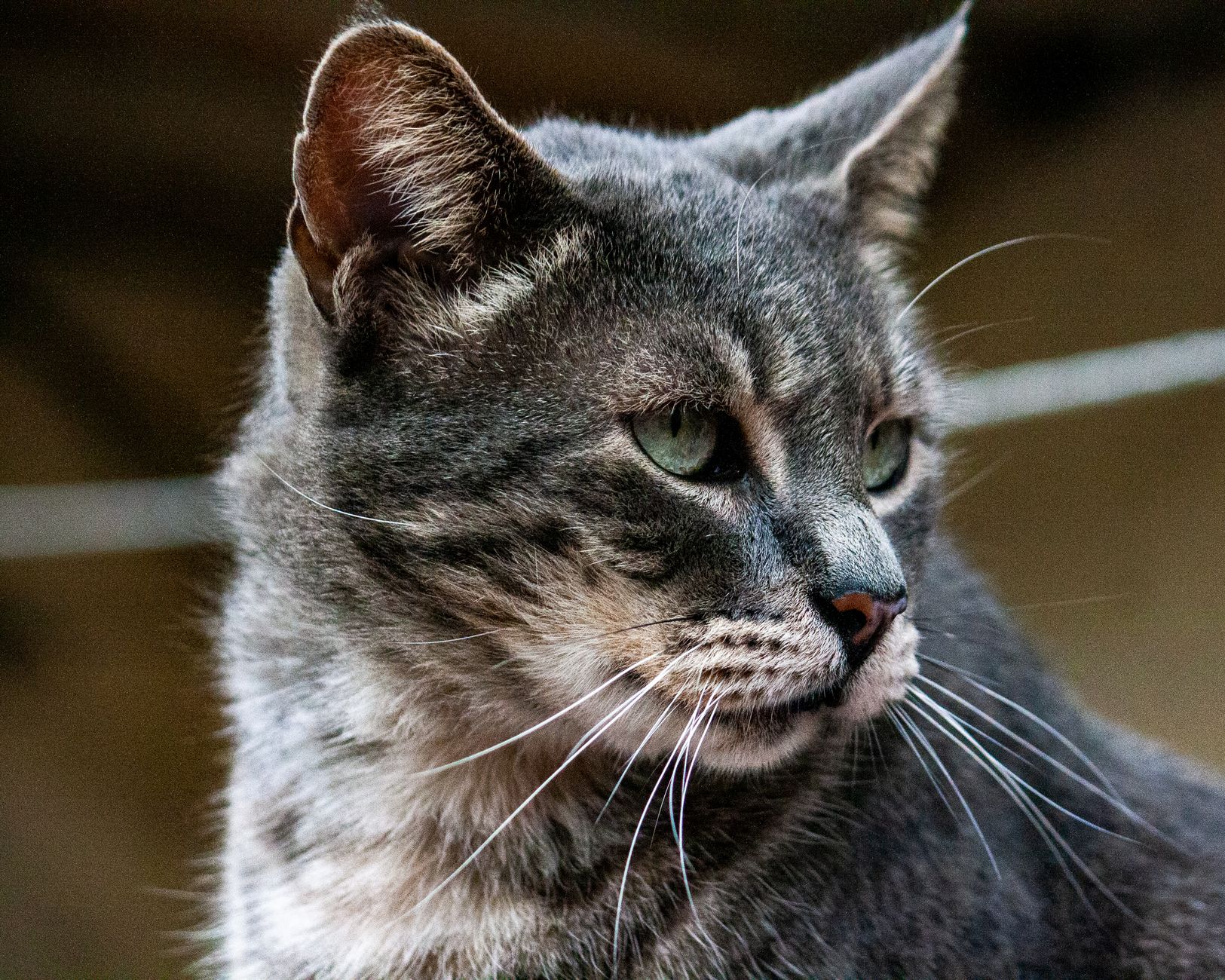 Veterinary care for a cat