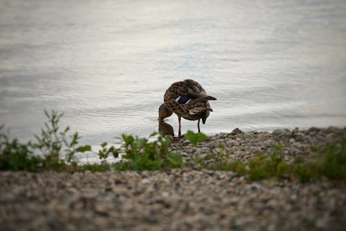 Photograph of a Mallard Near Stones