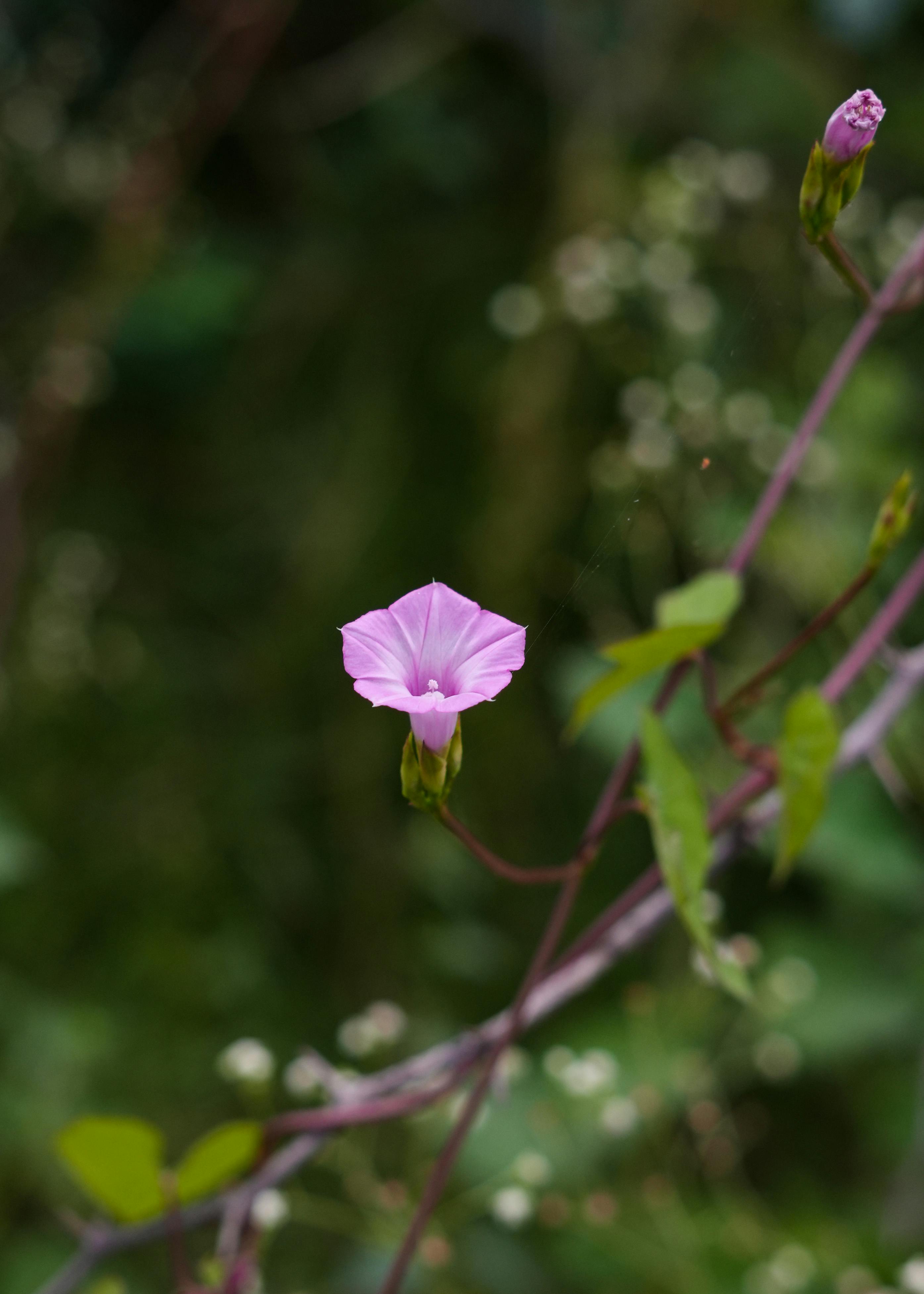 A vibrant purple morning glory flower with lush green background in soft focus.